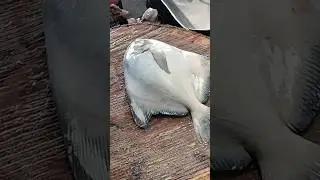 big paplet fish cutting #fishcuting #fishcooking #food #fishcutting #howtocutbigfishinmarket