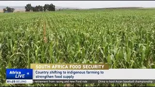 South Africa turns to indigenous farming for food security
