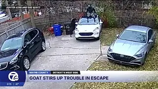 Man jumps onto car roof after goat gets loose in Detroit neighborhood