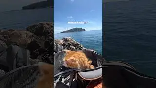 Cat goes to croatia #catcontent #cats #caturday