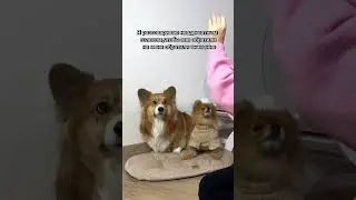СЕКРЕТ КРАСИВЫХ ФОТО #dog #корги #смешныеживотные #funny #жиза #смешно #юмор #corgi #шпиц #фото