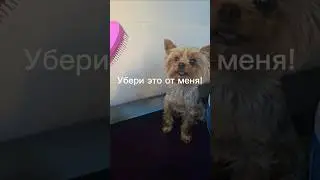 Обо мне🐶🐾 #jackson #собака #джекси #jacksonplay #любимыйпитомец#топ #тренды