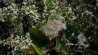Gold Camp Trail - Odd Bush