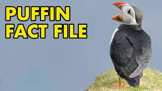 Puffin: Fact File (British Wildlife Facts)