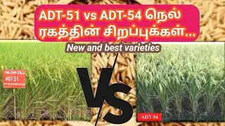 சம்பா மற்றும் தாலடி பட்டத்திற்கான ADT 51 & ADT 54 சிறப்புகள் | ADT-51 vs ADT-54 paddy varieties
