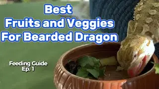 Best Fruits & Veggies for Bearded Dragons 🥦🍓 (Feeding Guide Ep. 1) Bearded Dragon for beginners 