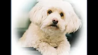 Pets & Multiple Sclerosis (Two years ago today)
