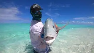 St Brandon - Fish Compilation