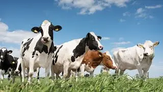 How Farmers Raise And Transport Millions Of Giant Cows - Farming Giant Cows