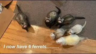 Fostering 2 Ferrets!! ....... I now have 6 ferrets😱