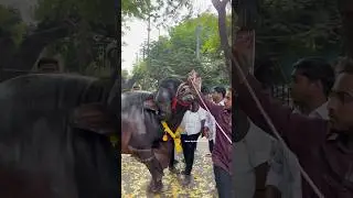 1 cr Bull🔥Lifting with Hands Most Boggest Bull ever seen at Yadav&rsquo;s Sadar #viralshort #bull #sadar