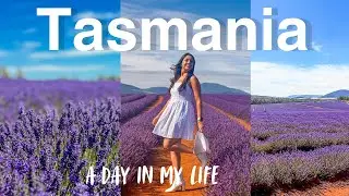 Tasmania 🇦🇺 A day in Launceston 🪻Lavender Farm| cafe hopping | Berry Picking🫐🍓