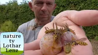 Hornet and yellow jackets on my hands.  Spoken by Hans J. Sittig.