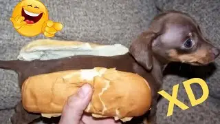 SI TE RÍES PIERDES NIVEL DIOS ULTRA🔴😂 [999.99IMPOSIBLE NO REÍRSE]🔥 Videos De Risa Muy graciosos