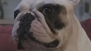 bulldog, dog, wild dog, bull-dog, nice dog, beautiful dog, pet animal, beautiful animal.