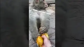dubbing monyet🐒