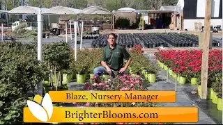 Double Pink Knock Out Roses at Brighter Blooms Nursery