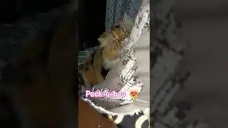 📌Day 54. She Came Out of Hiding Like a Boss 😼🐾 | Hazel