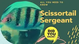 Scissortail Sergeant facts 🐠 Striptailed Damselfish 🐟 live on coral reefs