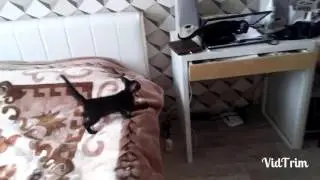 Орики Cat Run Vine Coub Tver