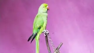 Parrotsound #amazingtalkingparrot #parrottalkinmalayalam #greenparrotsound @parrotmedona
