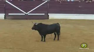 Toro de la Despedida - San Antolín 2019 Medina del Campo