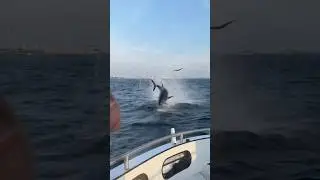 Is this the best Bluefin shot ever?! #fishing #tuna #photography #wow #fish