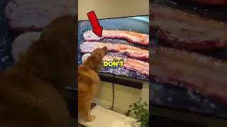 Собаки смотрят телевизор🤣 #собака #смешно #питомцы #freak2fr