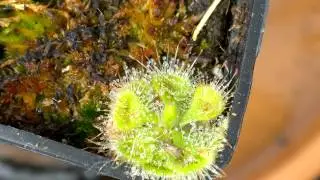 drosera burmannii