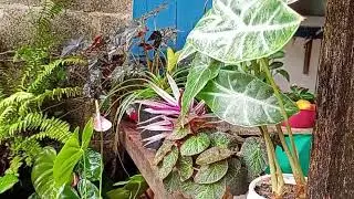 Tour  nas plantas de sombra e meia sombra. Primeiro vídeo de 2026,🪴🌴🌱🌿