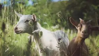 Goat Farming 101: A Comprehensive Guide