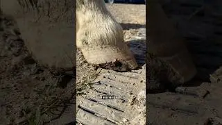 Saving storm! 🐴 #farrier #work #shorts  #horse #youtube #equestrian