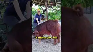 O incr&iacute;vel desenvolvimento da ra&ccedil;a Duroc da Granja Peru de Su&iacute;nos #duroc#suino #reprodutor#genetica