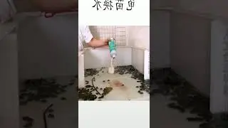 Prevent Shell Rot in Your Turtle Tank - A Guide to Proper Water Change
