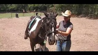 Baroque Bitless Bridle - Fitting a cross under style of bridle to the head and yielding to pressure
