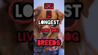Top 5 longest living dog breeds.