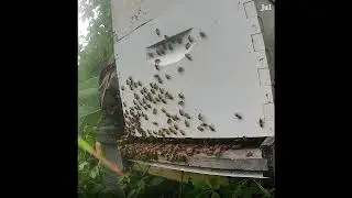 Flashback - Bees in the Evening