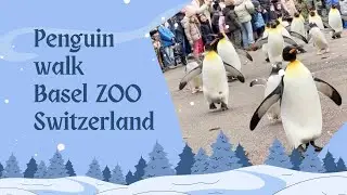 Penguin Walk at Basel Zoo | Adorable Winter Parade!