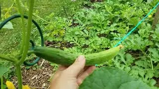 Garden Walk-Through 2020 - Vine Borer Damage - Ruth Stout - Deep Mulch - Back to Eden