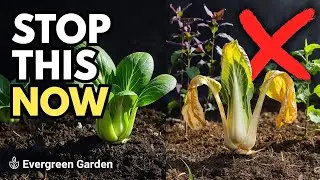 Never Plant Bok Choy Near These 5 Crops | Companion Planting Mistakes Ruining Your Harvest