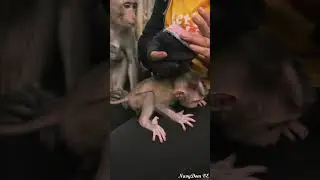 Mom Jolie's Unbelievable Reaction to Abandoned  Baby! You Won't Believe what Happen when She Rescues