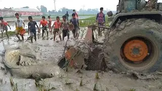 Fishing Behind Tractor Paddy field Fantastic Fishing video