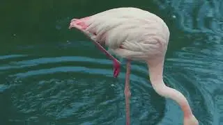 The Lake That Turns Animals into Stone