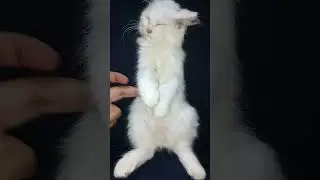 #cat #cutekittten #cuteanimal #kittten #catlover #cutepet #cute #viralvideo #viralshort
