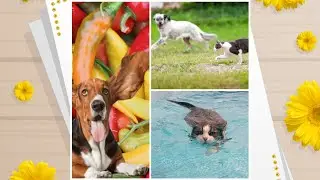 #dog#cat#funnyanimal #cat#kills#rat#funnymoments #funnyvideo....