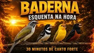 30 Minutos de Baderna pra Esquentar • Mix Trinca Ferro Curió Coleiro Canário 🔥