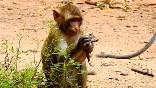 SP JR & Popoy are in shocked to see frog, they wonder & try to smell it then play