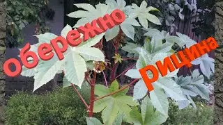 Рицина з насіння