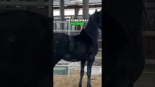 Understanding Horse Genetics: Agouti Gene