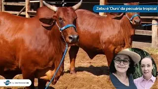 Genética bovina do Brasil conquista selecionadores e pecuaristas de todo o mundo |Noticiário Tortuga